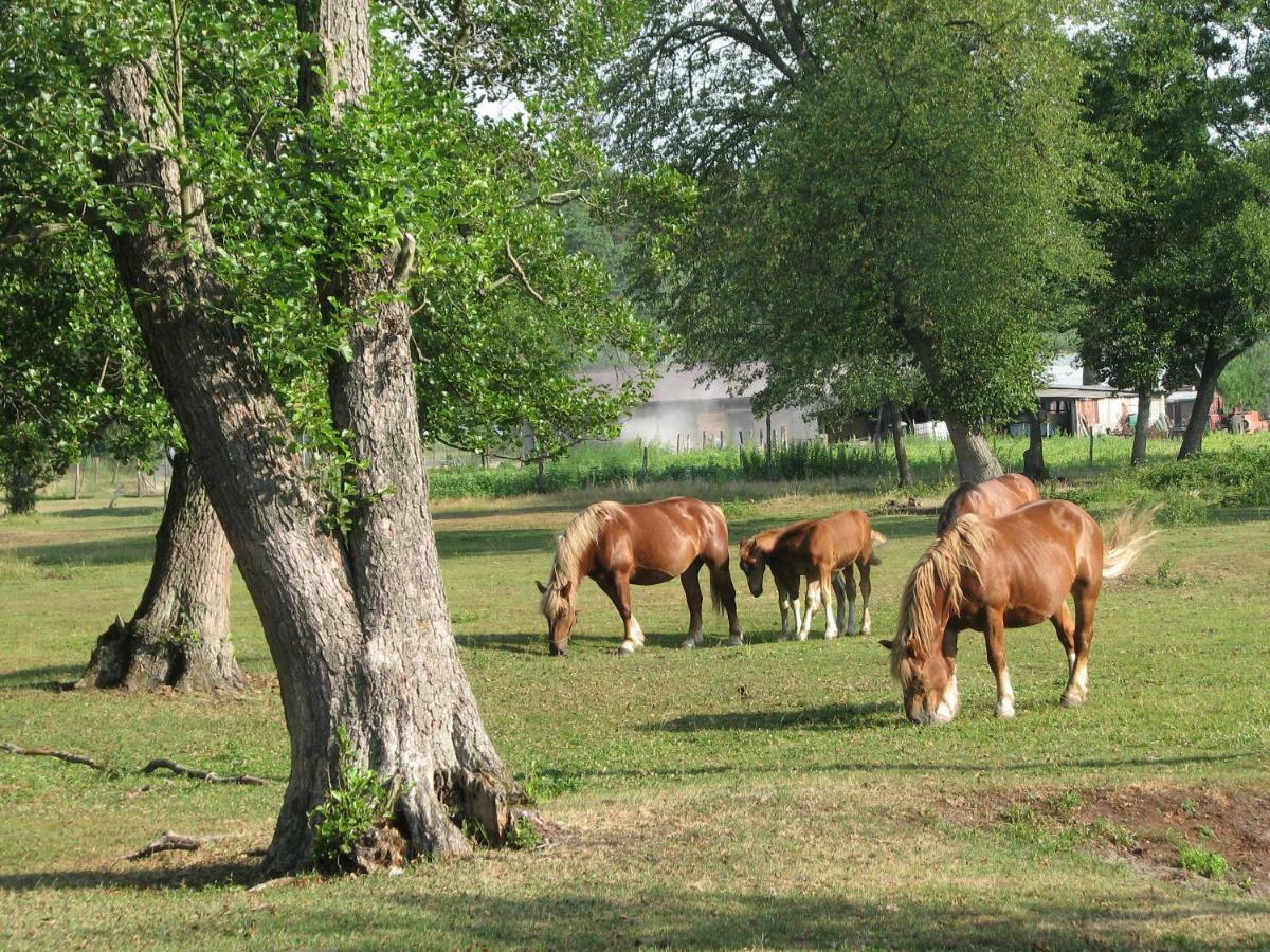 Strefa Kampinos Villa Brochów Buitenkant foto
